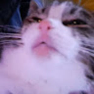 Meet your Posher, Blue